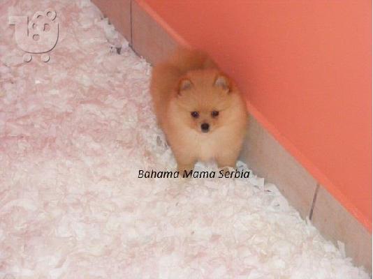 Westy υιγιεστατα κουταβια στις καλυτερες τιμες ΑΘΗΝΑ 6979314054...